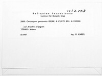 Nothopassalora personata image